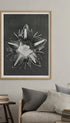Parnassia palustris Karl Blossfeldt Art Print Mockup