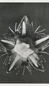 Parnassia palustris Karl Blossfeldt Art Print