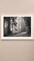 Pathway in a Foggy Woods Poster