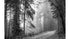 Pathway in a Foggy Woods Black & White Landscape Wall Art