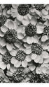 Achillea Clypeolata – Karl Blossfeldt Art Print