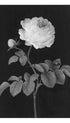 Rosa Rose with a brown feather Barbara Regina Dietzsch Art Print