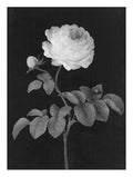 Rosa Rose with a brown feather Barbara Regina Dietzsch Art Print