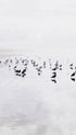Seagulls on a Beach Ocean Wall Art