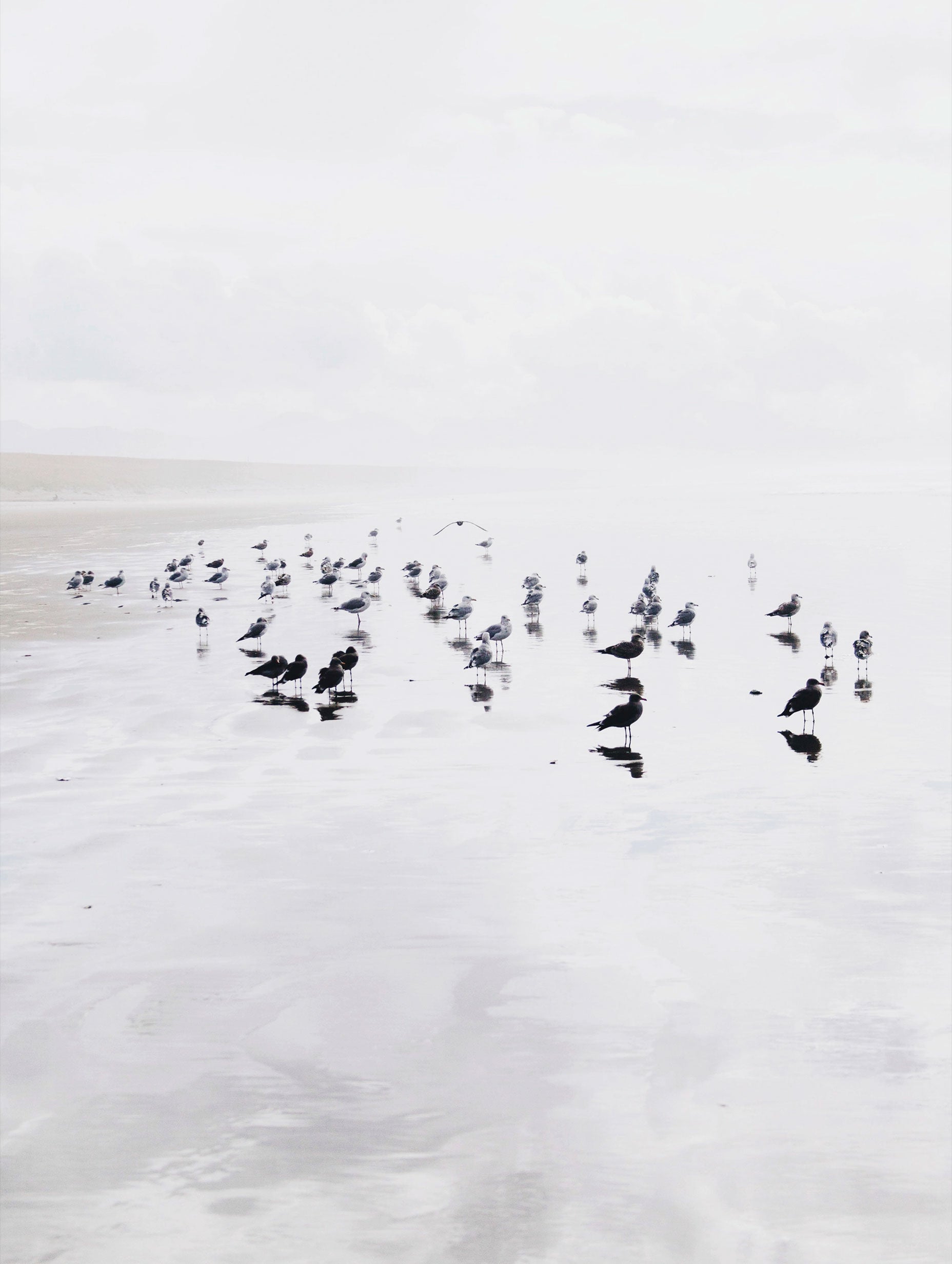 Seagulls on a Beach Ocean Wall Art