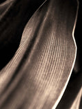 Sepia Tone Leaf Art Print