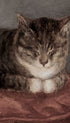 Sleeping Tabby Cat Animal Art Print