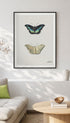 Top and bottom view of a butterfly Jacobus Johannes van Os Art Mockup