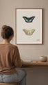 Top and bottom view of a butterfly Jacobus Johannes van Os Art Print Mockup