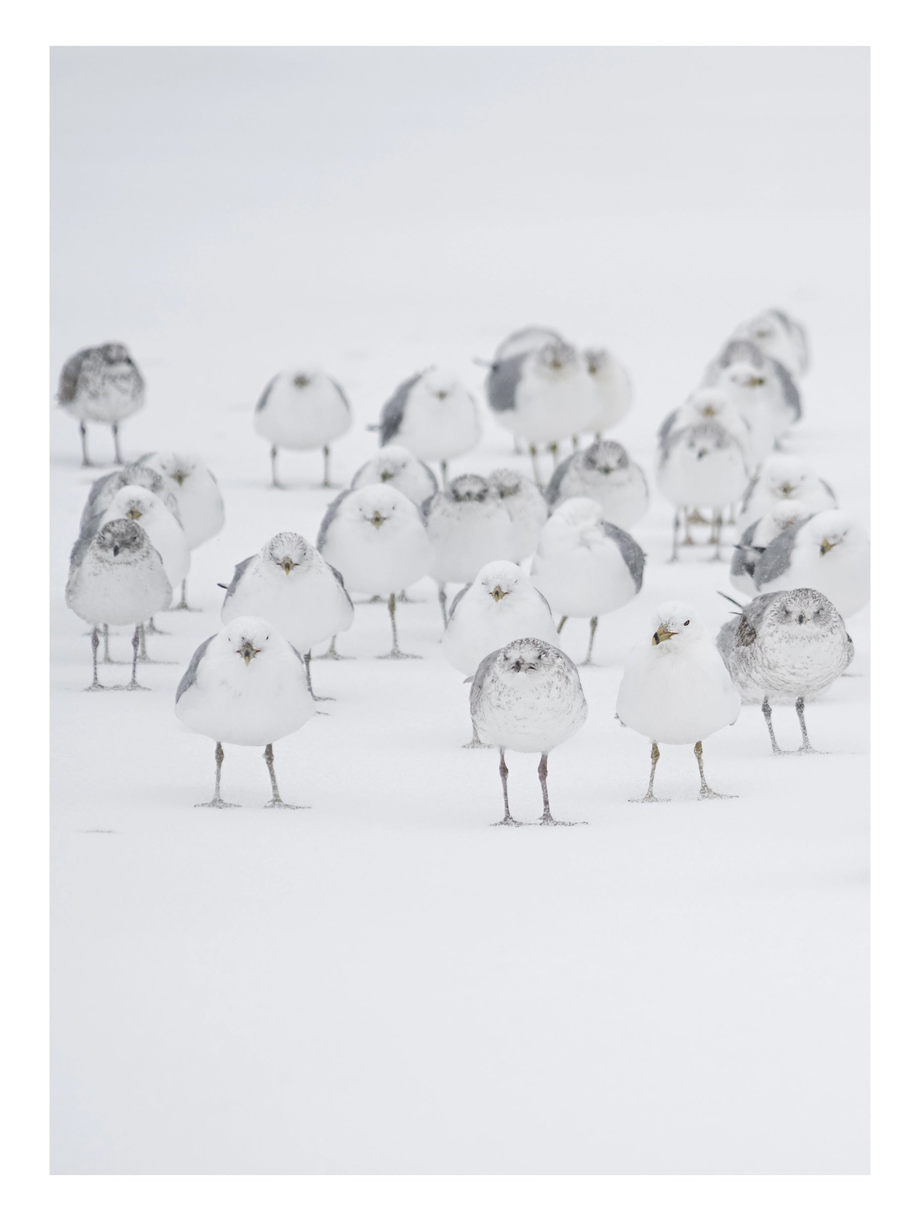 White Birds in the Snow Poster No 2