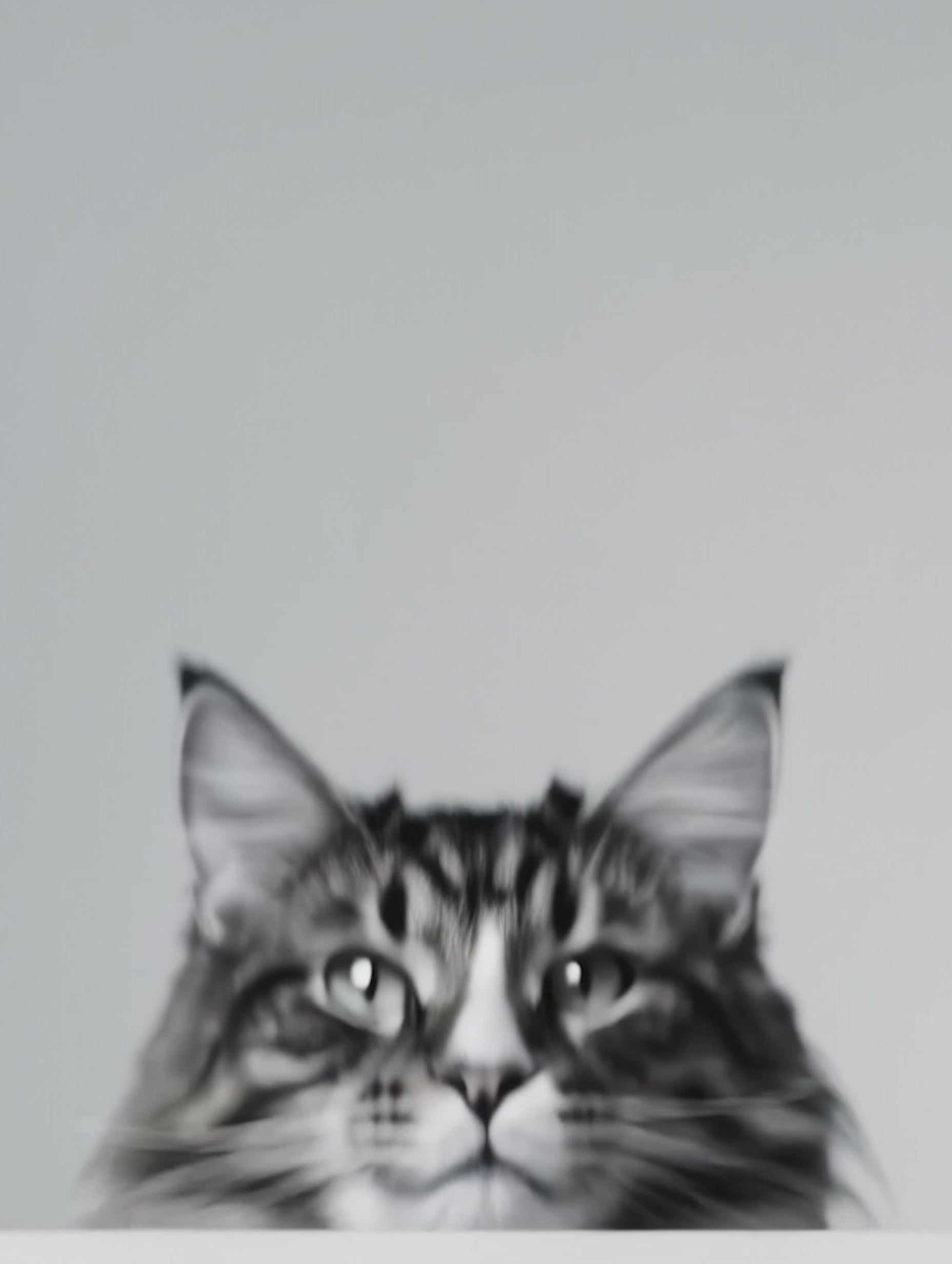 Poster med Maine Coon-katt